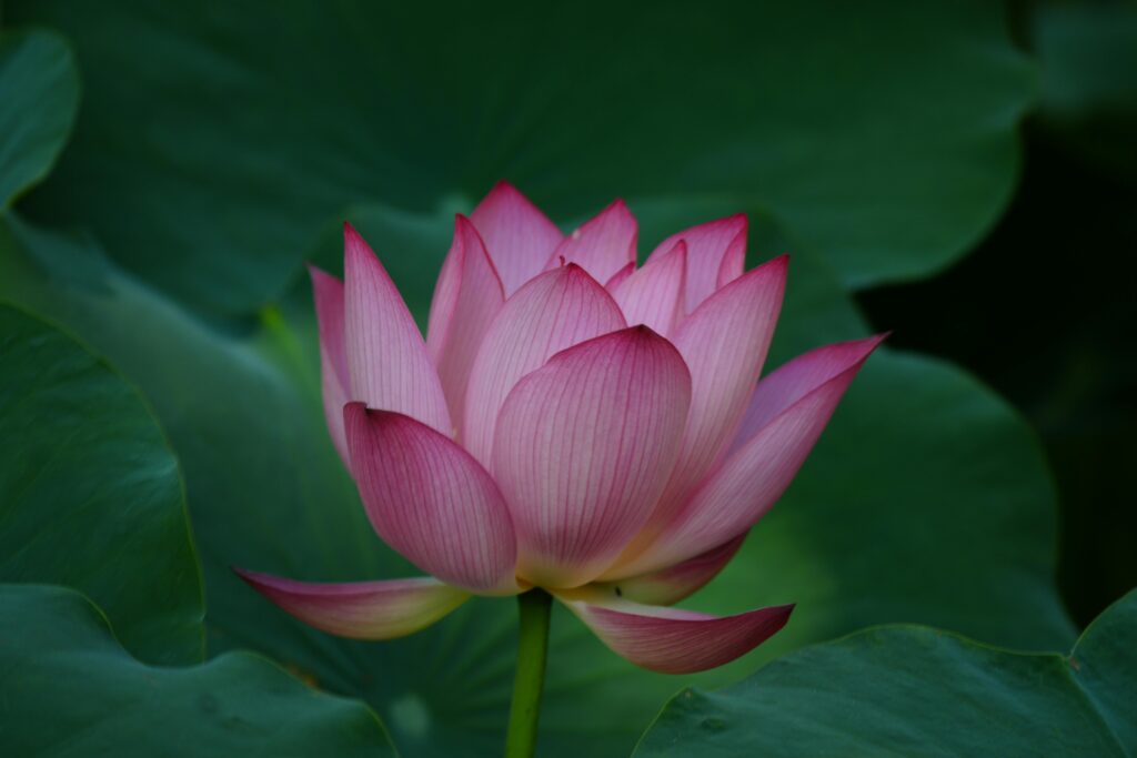 Pink lotus flower in bloom